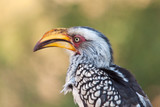 Portrait of a Yellow-billed Hornbill bird