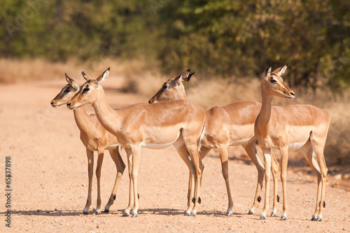 Small herd on Impala antelopes crossing a gravel road