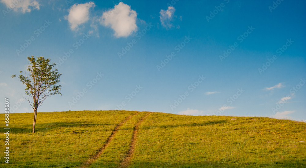 Obraz premium albero