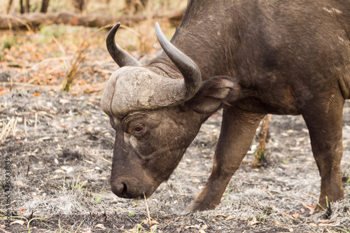 Large wild Buffalo bull grazing on burnt land