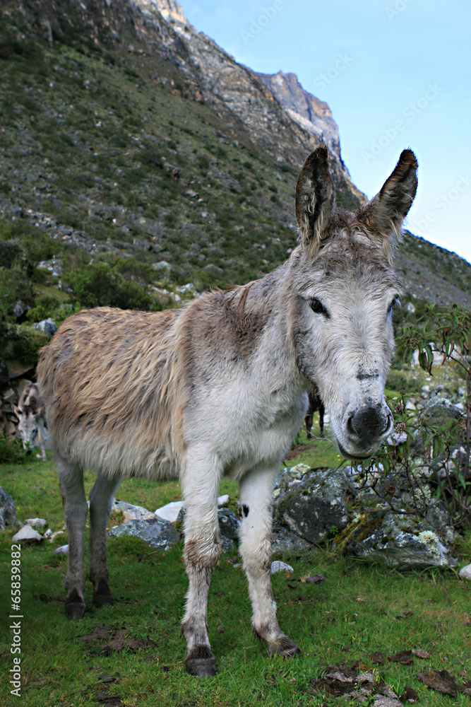 Donkey in Peruvian Mountains Donkey in Peruvian Mountains