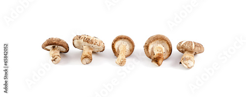 chinese mushroom