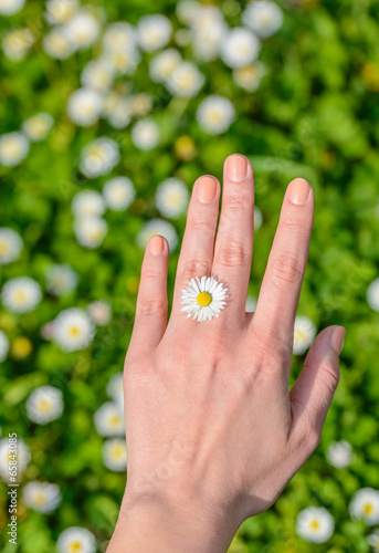 Obraz na płótnie Daisy between fingers