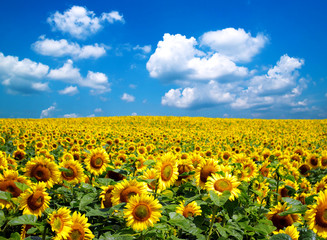 Wandcirkels Zonnebloem Zonnebloemenveld onder zomerse hemel  © Pakhnyushchyy