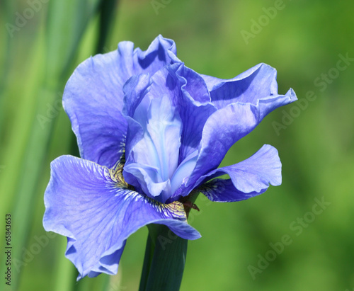 Fototapeta Naklejka Na Ścianę i Meble -  Blaue Iris