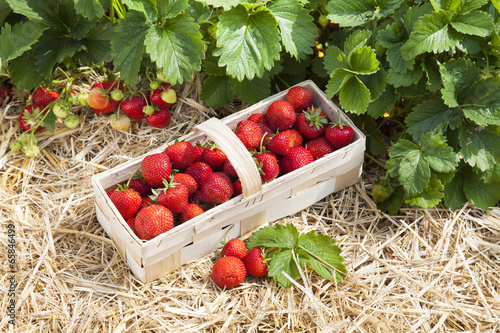 Erdbeerfeld mit reifen Erdbeeren