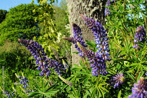 lupinien photo