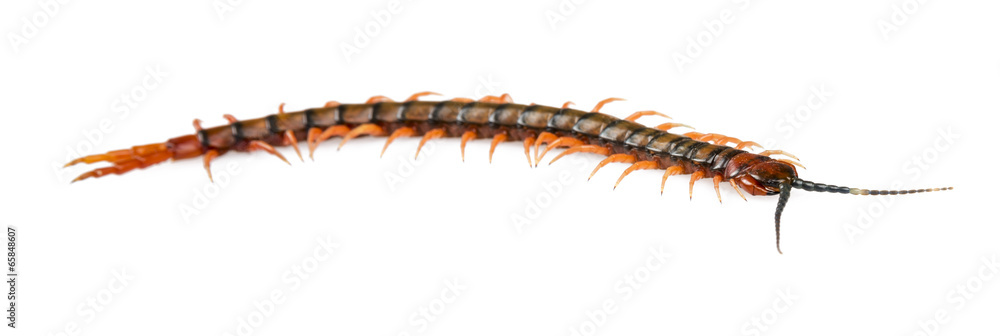 Fototapeta premium Centipede Isolated