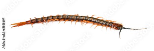 Fotografia Centipede Isolated