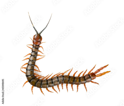 Centipede Isolated