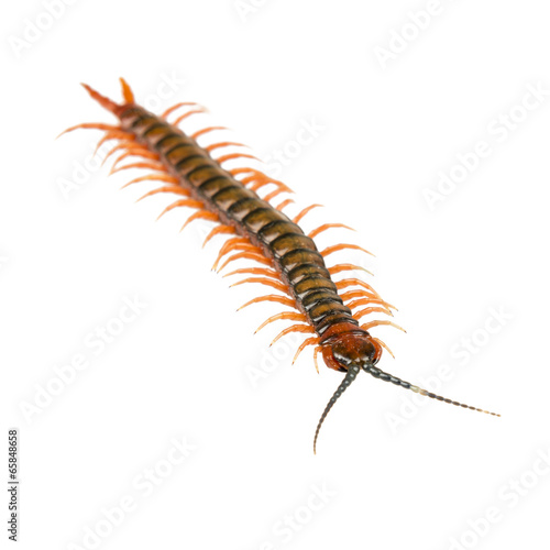 Centipede Isolated © THP Creative