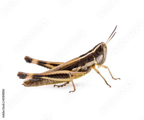 Grasshopper © THP Creative