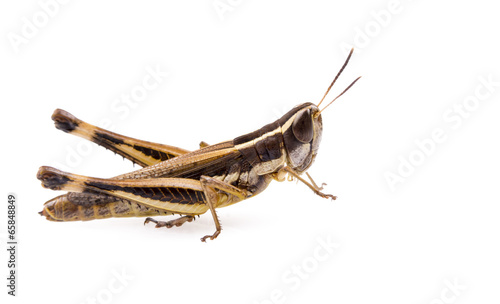 Grasshopper