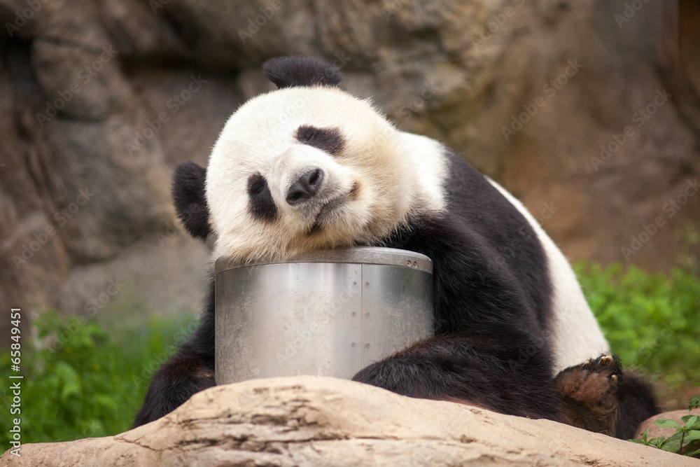 Obraz premium Śpiąca panda