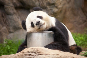 Fotobehang Panda Reuzenpanda dommelt op boomtak  © eyetronic