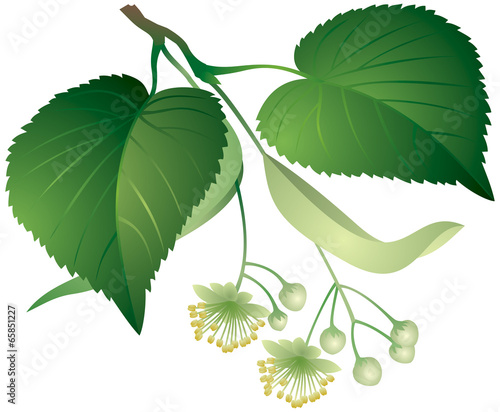 Tilia leaves and flowers