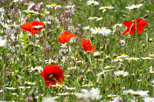 Poppies and daisies in a wild meadow