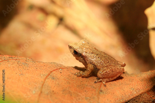 Sri Lanka Endemic frog (Pseudophilautus schneideri) in Kitulgala