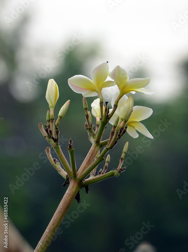 White frangipani flowers is blooming in the early morning.