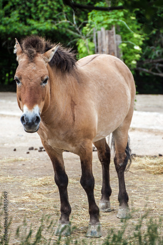 Przewalski's horse