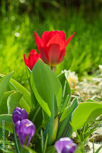Red beautiful tulips