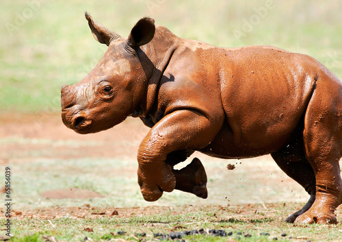 Cute baby wild White Rhino running through the mud