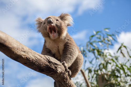 Koala sitting and yawning on a branch. photo