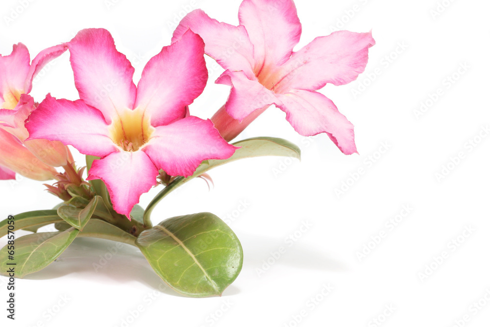  isolated white background. Close up of Tropical flower Pink