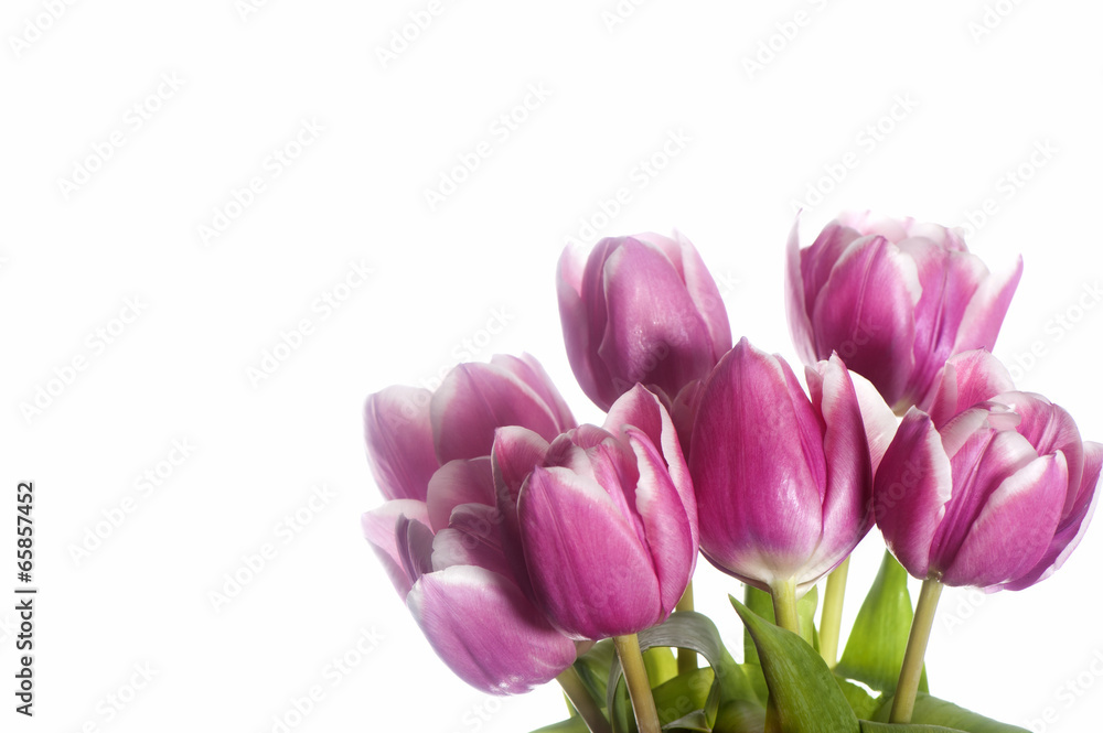 Obraz premium pink tulip