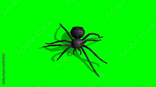 Spider walks - green screen
