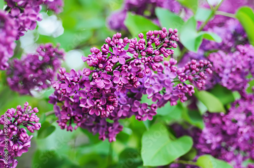 Branch of lilac flowers