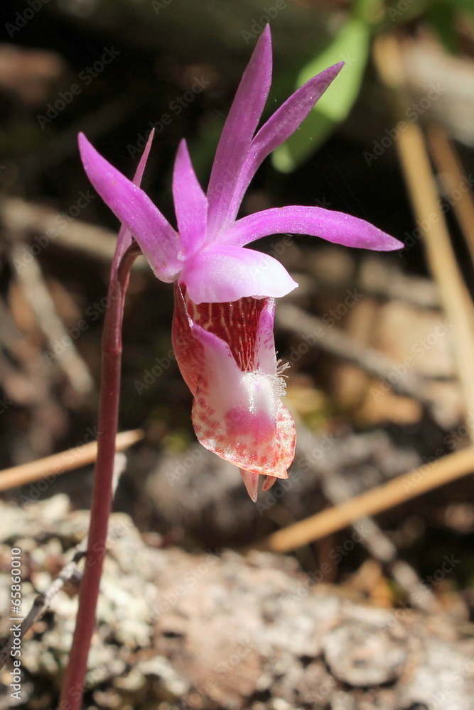 Fotografie Fairy Slipper Orchid - Calypso bulbosa