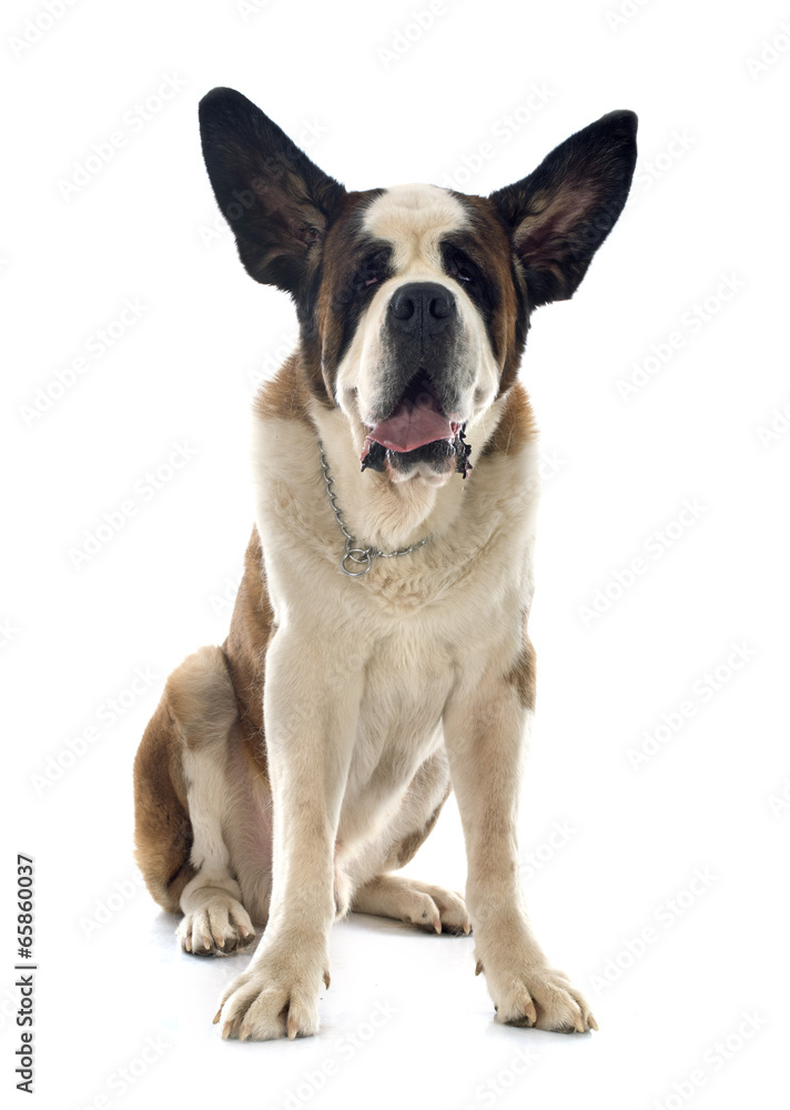 saint bernard saint bernard