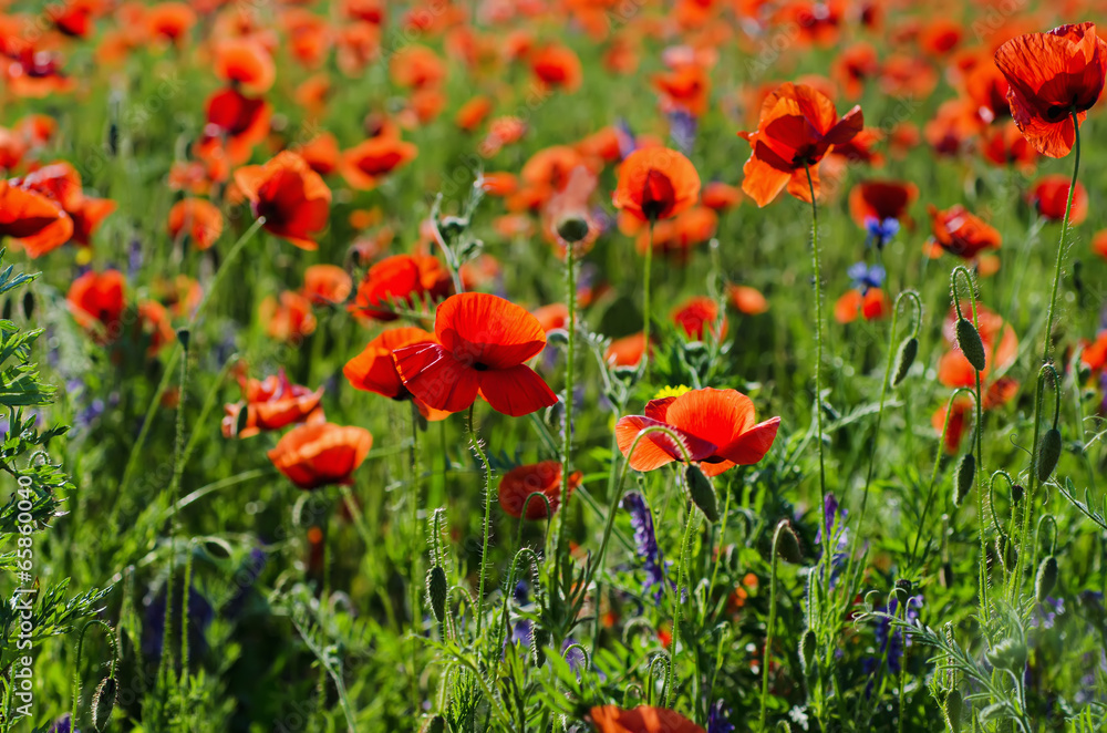 Fototapeta premium Poppy in a field