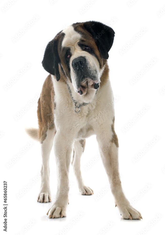 saint bernard