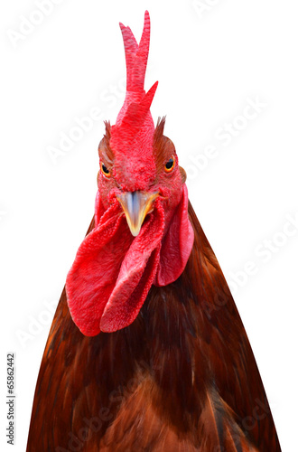 Cock bird photo