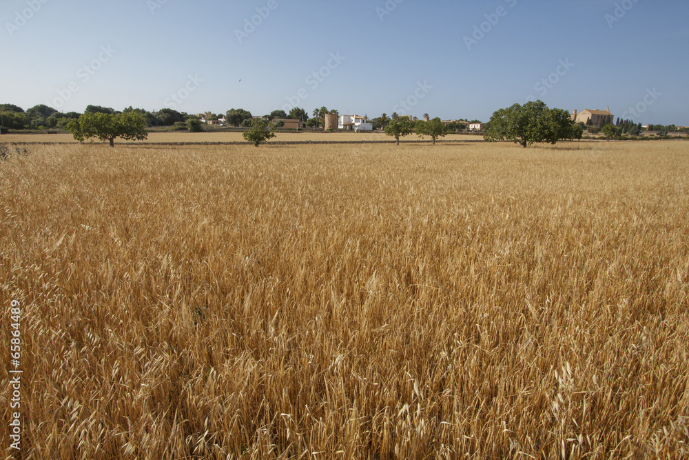 Fototapeta premium Wheat fields