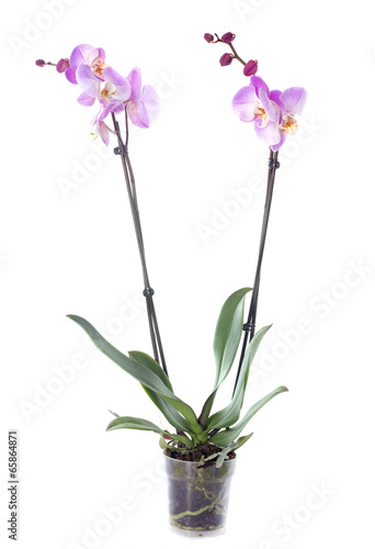 Fototapeta Naklejka Na Ścianę i Meble -  orchid flowers