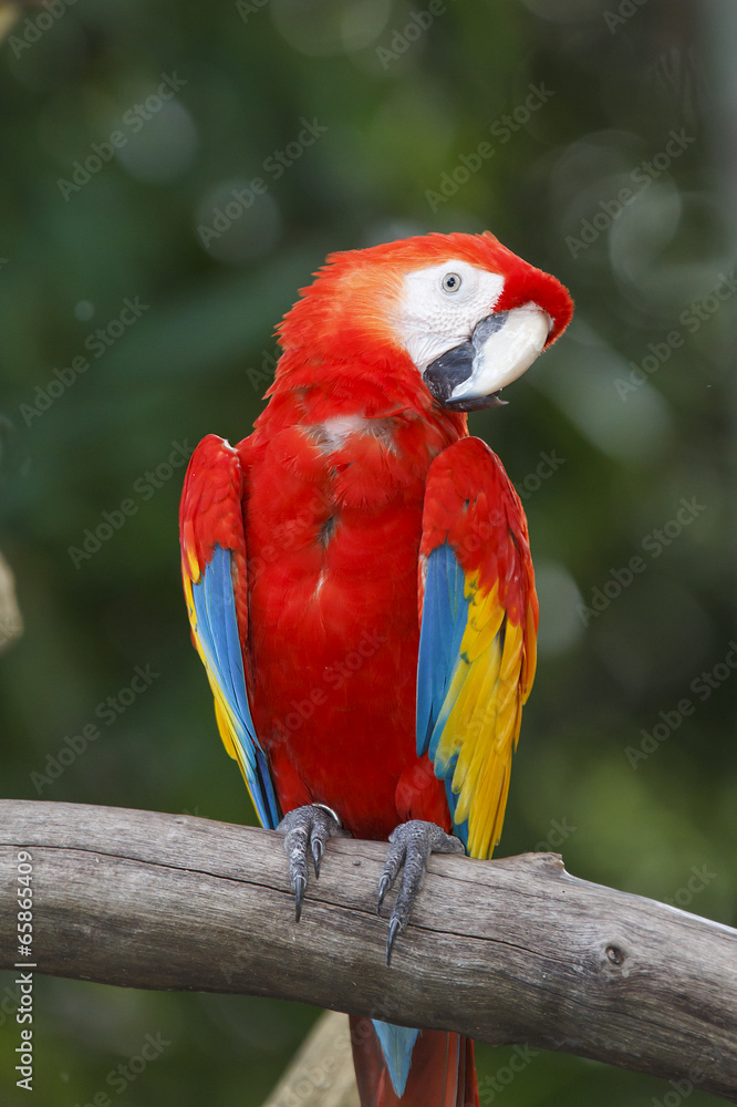 Scarlet Macaw bird
