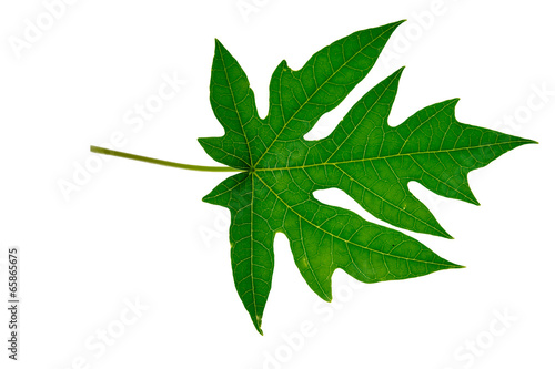Papaya leaf isolated on  white background.