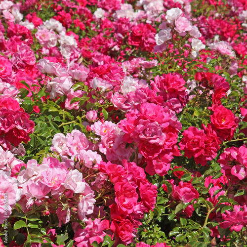 massif de rosier buisson tapissant photo