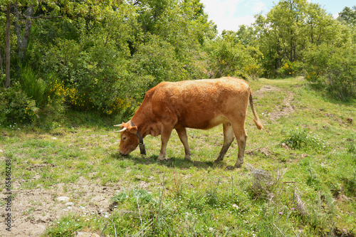 vaca pastando en el campo © uzkiland