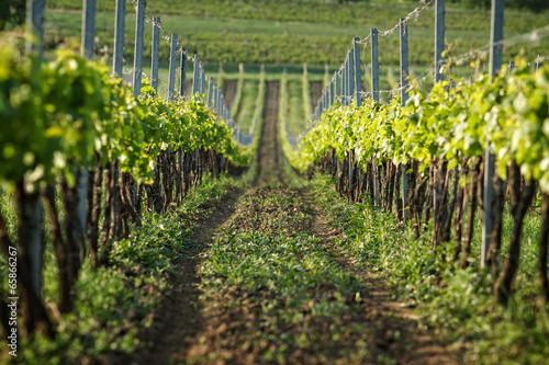 vineyard in Czech republic, Pálava photo