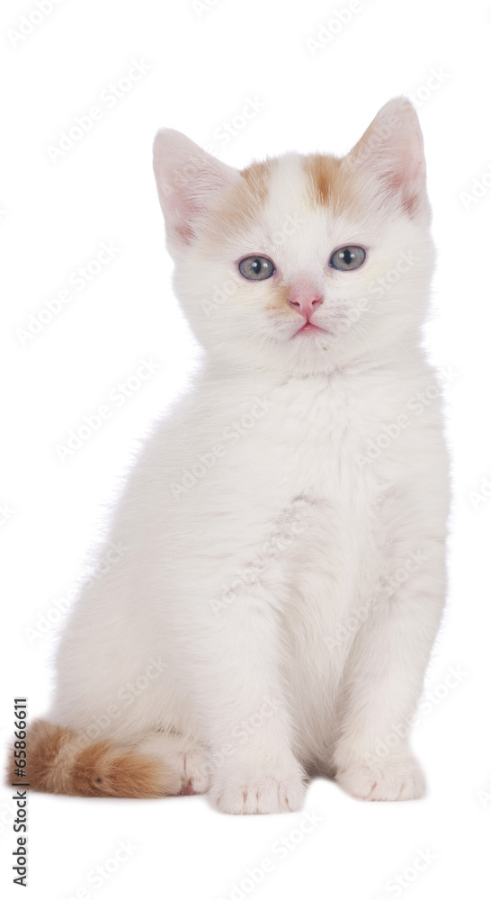 Kätzchen auf weiß