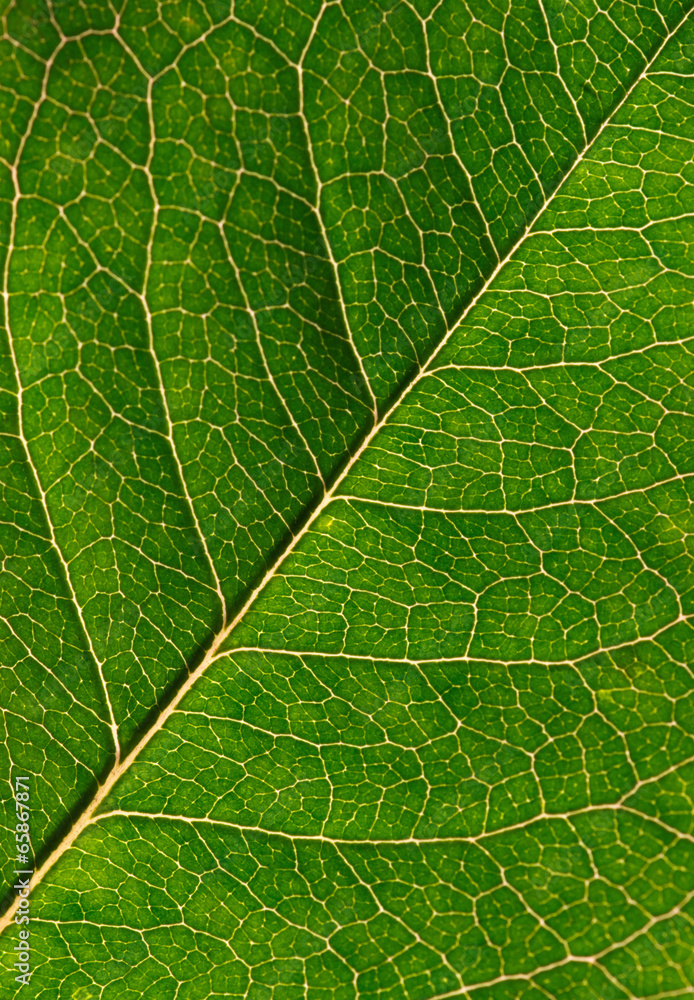 green leaf