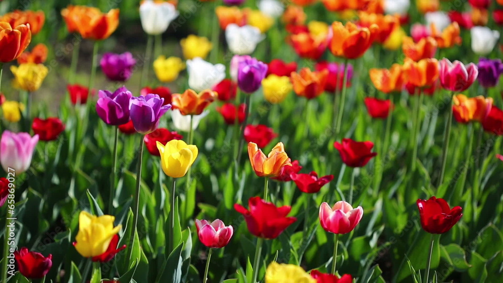 field of blooming different color tulips field of blooming different color tulips