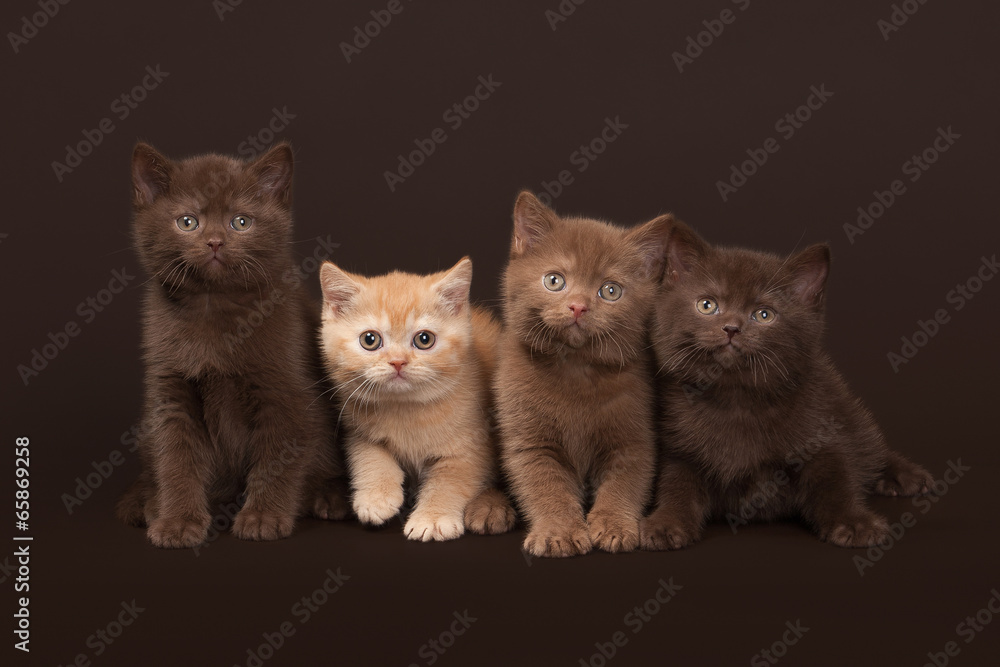 several young british kittens on dark brown background