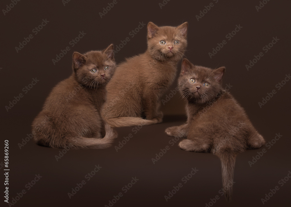 several young british kittens on dark brown background