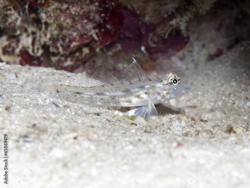 Common sand-goby