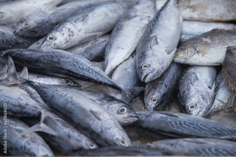 Obraz premium sale fish